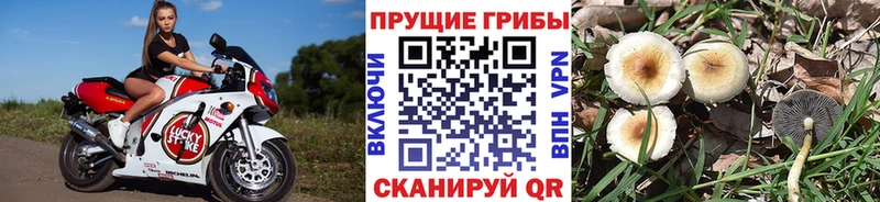 ссылка на мегу ССЫЛКА  Чекалин  Галлюциногенные грибы Magic Shrooms 